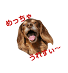ひよりすたんぷ（個別スタンプ：22）