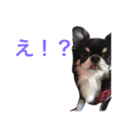 りゅさんとひみ（個別スタンプ：5）