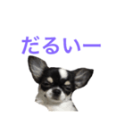 りゅさんとひみ（個別スタンプ：11）