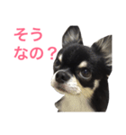りゅさんとひみ（個別スタンプ：13）