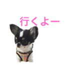 りゅさんとひみ（個別スタンプ：16）