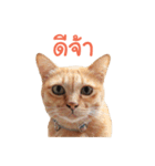 Futoru Cat（個別スタンプ：1）