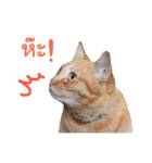 Futoru Cat（個別スタンプ：17）