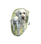 動物館 1（個別スタンプ：8）