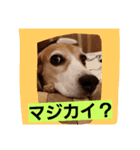 ビーグルず！（個別スタンプ：8）