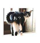 にゃんずのあいさつ（個別スタンプ：1）