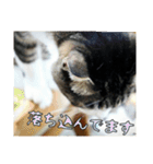 にゃんずのあいさつ（個別スタンプ：4）