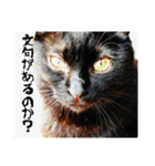 にゃんずのあいさつ（個別スタンプ：5）