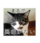 にゃんずのあいさつ（個別スタンプ：6）