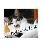 にゃんずのあいさつ（個別スタンプ：7）