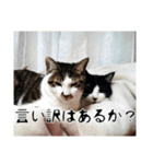 にゃんずのあいさつ（個別スタンプ：8）