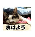 にゃんずのあいさつ（個別スタンプ：9）