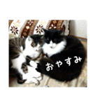 にゃんずのあいさつ（個別スタンプ：10）