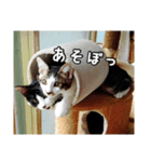にゃんずのあいさつ（個別スタンプ：11）