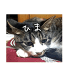 にゃんずのあいさつ（個別スタンプ：12）