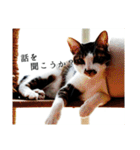 にゃんずのあいさつ（個別スタンプ：13）