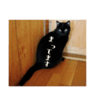 にゃんずのあいさつ（個別スタンプ：15）