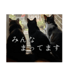 にゃんずのあいさつ（個別スタンプ：16）