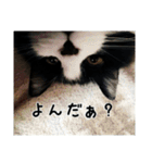 にゃんずのあいさつ（個別スタンプ：17）