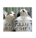 にゃんずのあいさつ（個別スタンプ：19）