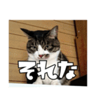 にゃんずのあいさつ（個別スタンプ：20）