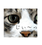 にゃんずのあいさつ（個別スタンプ：21）