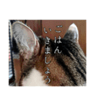 にゃんずのあいさつ（個別スタンプ：22）
