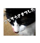 にゃんずのあいさつ（個別スタンプ：26）