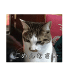 にゃんずのあいさつ（個別スタンプ：27）