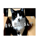 にゃんずのあいさつ（個別スタンプ：28）