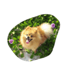 ぽめちゃんず（個別スタンプ：3）