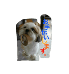 おしゃべりシーズー（個別スタンプ：6）