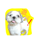 おしゃべりシーズー（個別スタンプ：8）