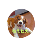 キャバリアキョロくん（個別スタンプ：1）