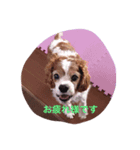 キャバリアキョロくん（個別スタンプ：2）