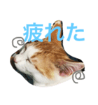 うちのケビン（個別スタンプ：1）