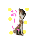 うちのケビン（個別スタンプ：3）