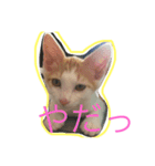 うちのケビン（個別スタンプ：5）