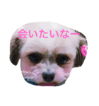 わんわんふらん（個別スタンプ：1）