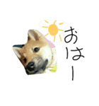 柴犬チョコ（個別スタンプ：1）