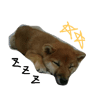 柴犬チョコ（個別スタンプ：2）