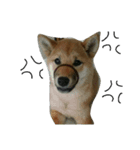 柴犬チョコ（個別スタンプ：3）