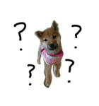 柴犬チョコ（個別スタンプ：4）