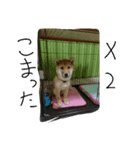 柴犬チョコ（個別スタンプ：5）