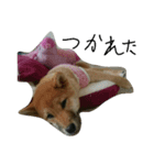 柴犬チョコ（個別スタンプ：6）