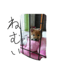 柴犬チョコ（個別スタンプ：7）