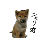 柴犬チョコ（個別スタンプ：8）