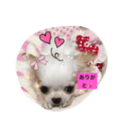 極小ミーちゃん（個別スタンプ：1）