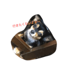チワワちょこちゃん（個別スタンプ：6）