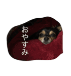 チワワちょこちゃん（個別スタンプ：13）